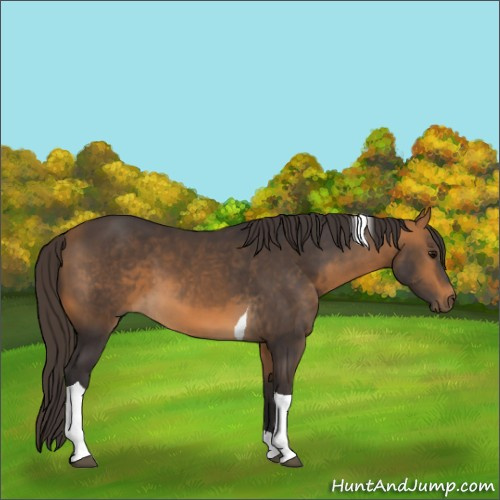 Horse Color:Buckskin Tobiano 