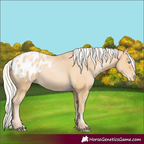 Horse Color:Silver Buckskin Pearl Appaloosa 