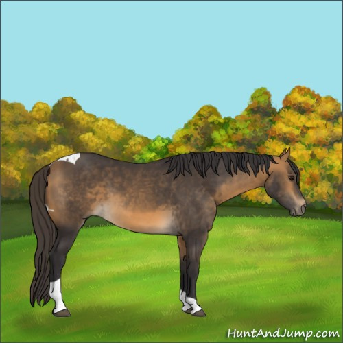 Horse Color:Buckskin Tobiano 