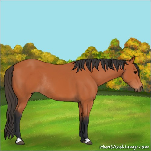 Horse Color:Bay Rabicano 