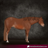 Horse Color:Chestnut Rabicano 