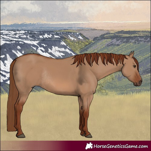 Horse Color:Red Dun Rabicano