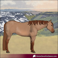 Horse Color:Red Dun Rabicano 