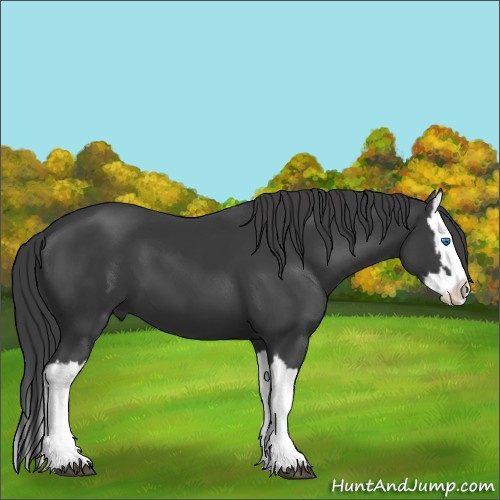 Horse Color:Black Splash