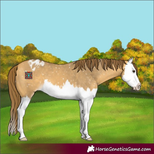 Horse Color:Buckskin Dun Splash Appaloosa