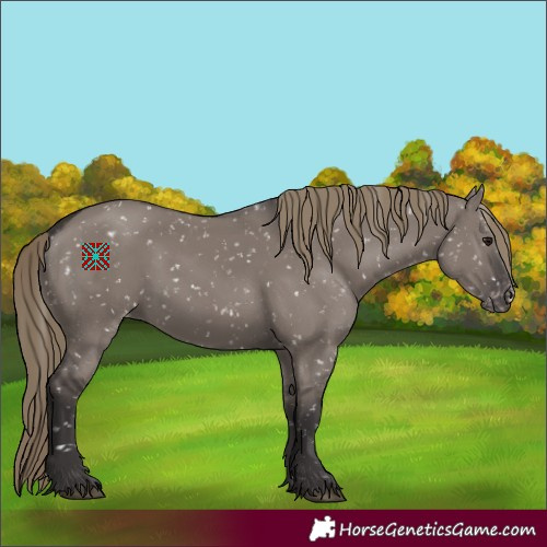 Horse Color:Smoky Grullo Appaloosa