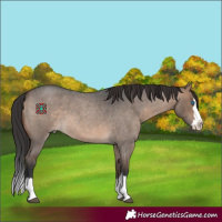 Horse Color:Brown Roan Dun Splash