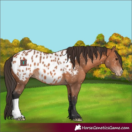 Horse Color:Bay Appaloosa 