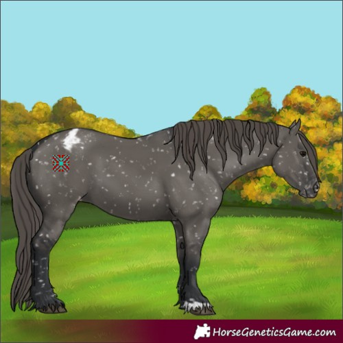 Horse Color:Grullo Appaloosa 