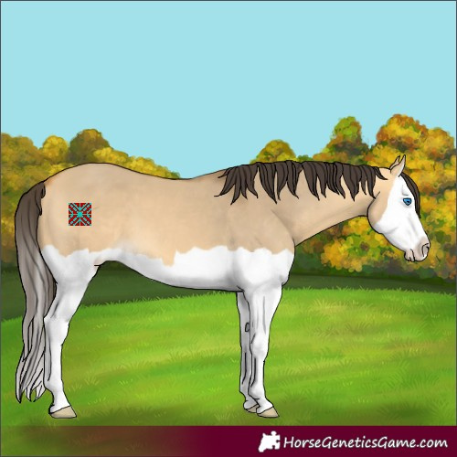 Horse Color:Buckskin Dun Splash 