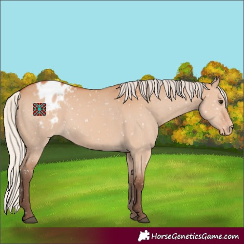 Horse Color:Silver Bay Dun Appaloosa