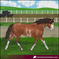Horse Color:Bay Sabino Rabicano and Bay Sabino Splash Rabicano