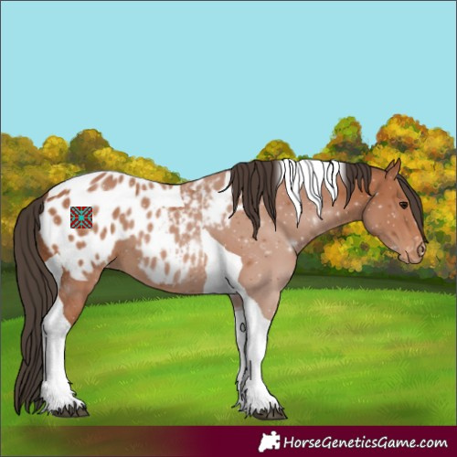 Horse Color:Bay Tobiano Appaloosa