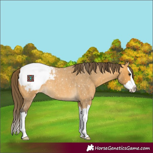 Horse Color:Buckskin Roan Sabino Splash Appaloosa 