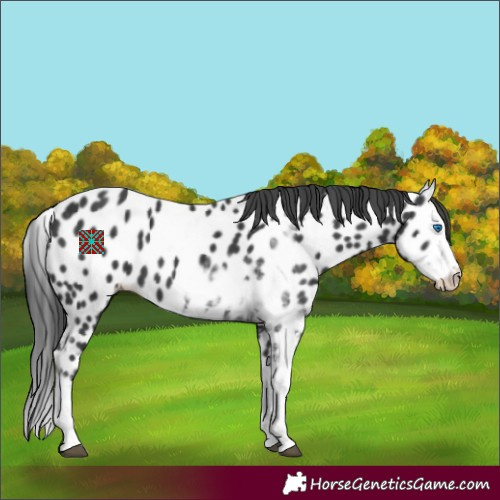 Horse Color:Black Sabino Splash Appaloosa