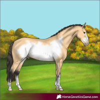 Horse Color:Buckskin Frame 