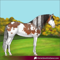 Horse Color:White Spotted Bay Splash