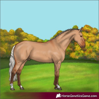 Horse Color:Silver Bay Dun 
