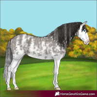 Horse Color:Smoky Grullo Sabino Splash Rabicano