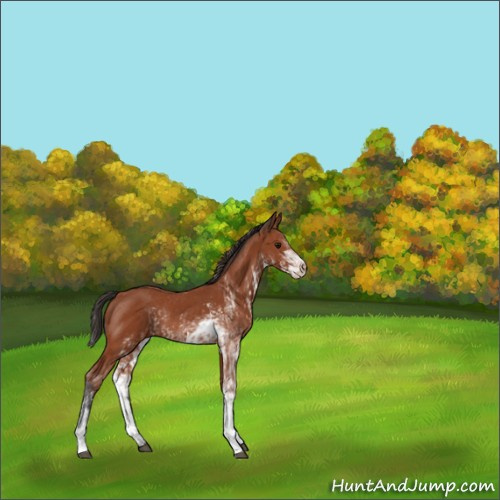 Horse Color:Bay Sabino Rabicano  and Bay Sabino Rabicano 