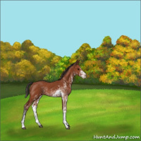 Horse Color:Bay Sabino Rabicano  and Bay Sabino Rabicano 