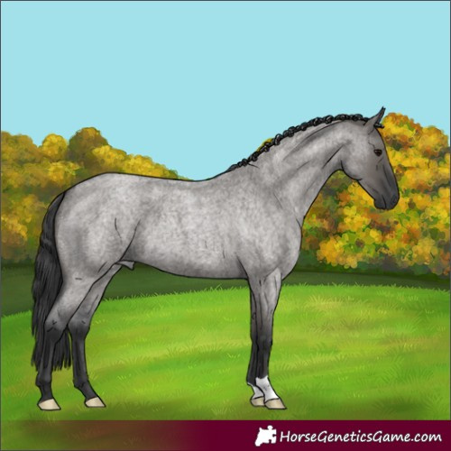 Horse Color:Grullo Roan 
