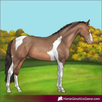 Horse Color:Sable Champagne Tobiano