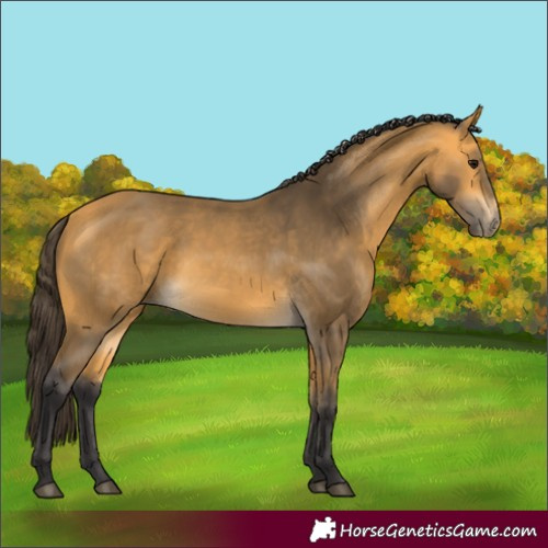 Horse Color:Buckskin