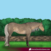 Horse Color:Silver Smoky Grullo 
