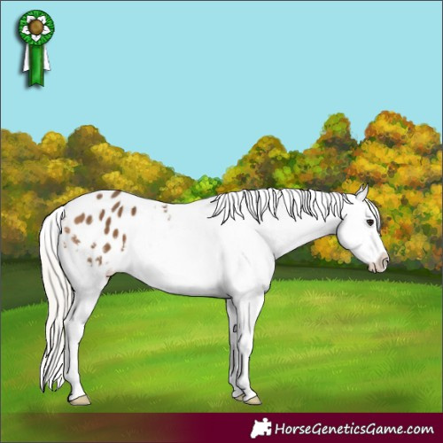 Horse Color:Silver Buckskin Sabino Appaloosa 