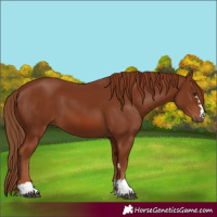 Horse Color:Chestnut 