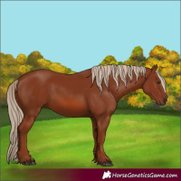 Horse Color:Chestnut 