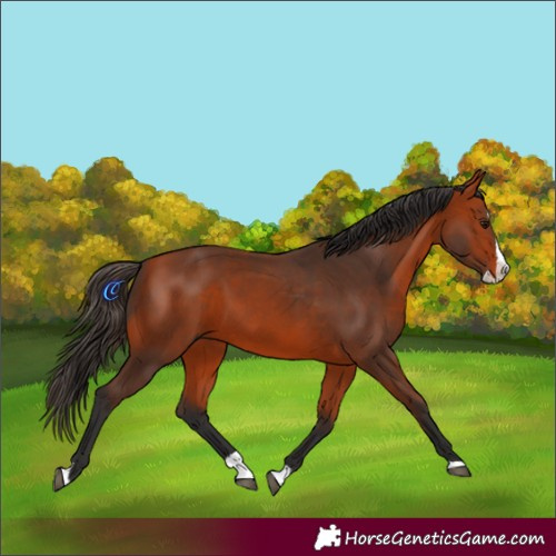 Horse Color:Bay Splash 