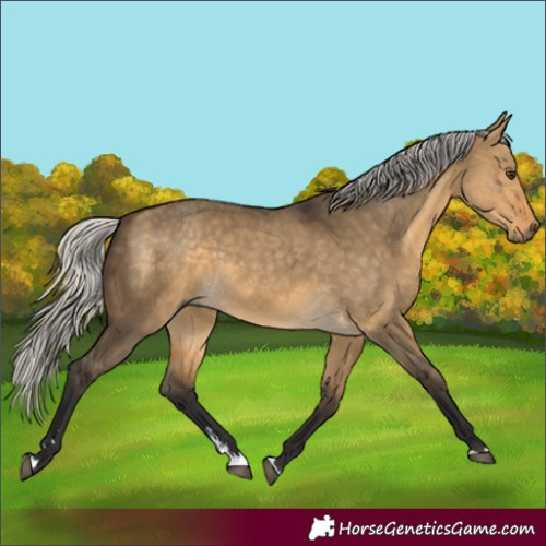 Horse Color:Silver Buckskin Dun