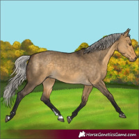 Horse Color:Silver Buckskin Dun 