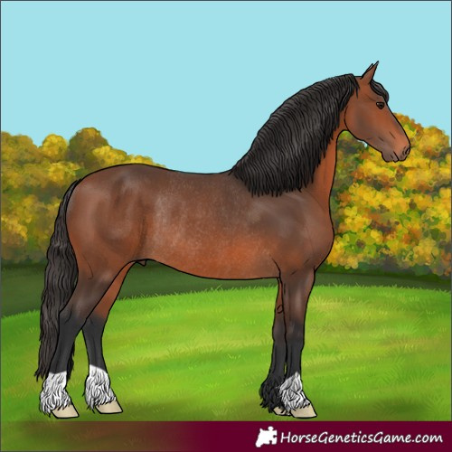 Horse Color:Bay Rabicano 