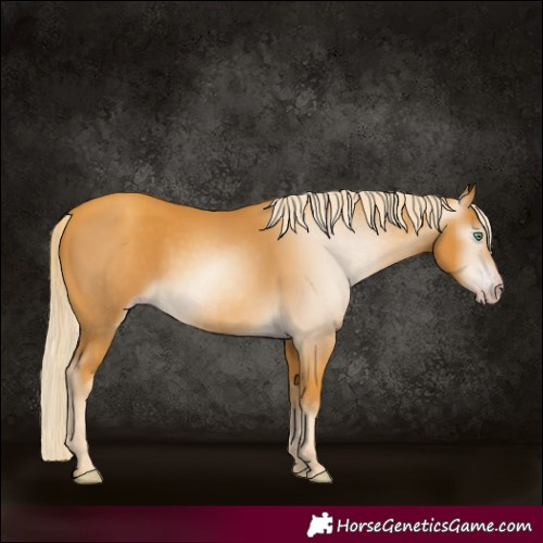 Horse Color:Gray Gold Cream Champagne 