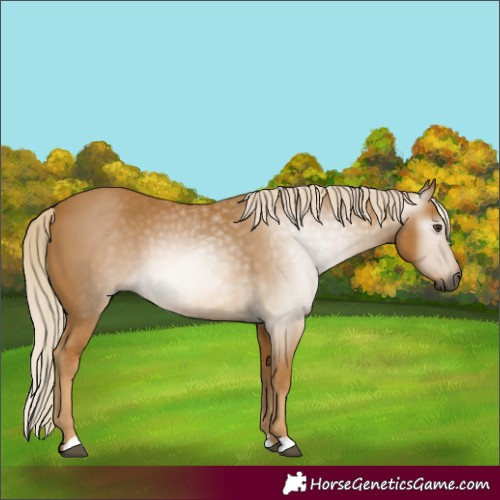Horse Color:Gray Palomino
