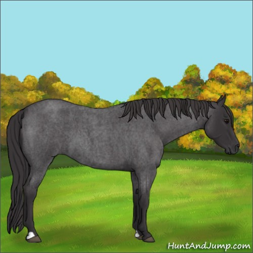 Horse Color:Smoky Blue Roan 