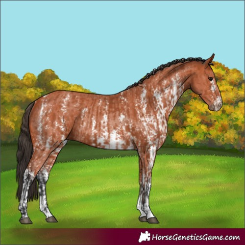 Horse Color:Bay Sabino Rabicano  and Bay Sabino Rabicano 