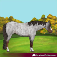 Horse Color:Liver Red Roan 