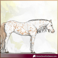 Horse Color:Chestnut Appaloosa  and Chestnut Appaloosa 