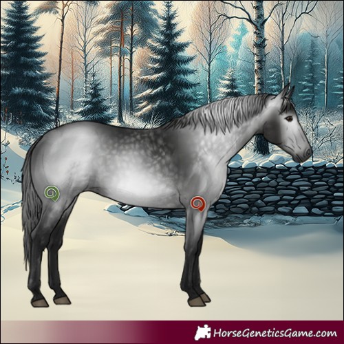 Horse Color:Gray Black Rabicano 