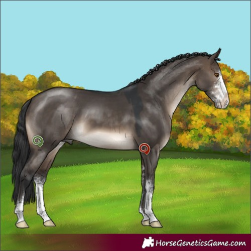 Horse Color:Brown Dun Sabino 