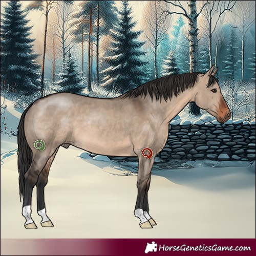 Horse Color:Brown Dun 