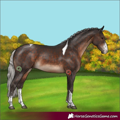 Horse Color:Silver Brown Sabino Tobiano 