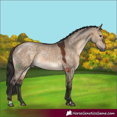 Horse Color:Brown Dun 