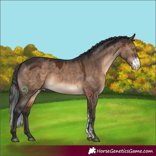 Horse Color:Brown Dun Sabino 