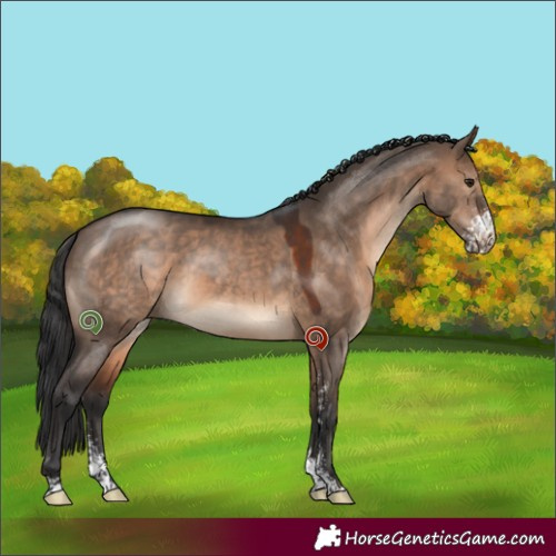 Horse Color:Brown Dun Sabino 