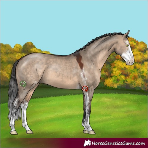 Horse Color:Brown Dun Sabino 